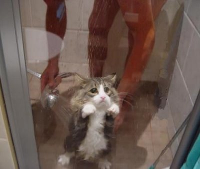 sad-cat-takes-a-shower-730364.jpg